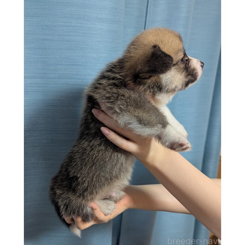 成約済の福岡県のウェルシュコーギーペンブローク-414883の3枚目