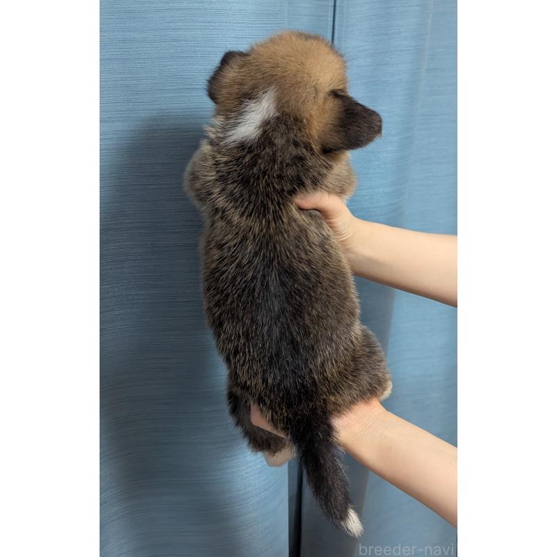 成約済の福岡県のウェルシュコーギーペンブローク-414883の2枚目