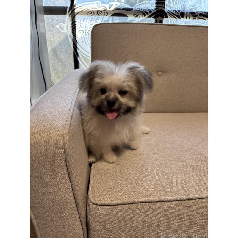 販売中の福岡県のポメマル:ポメラニアン×マルチーズ-405058の8枚目