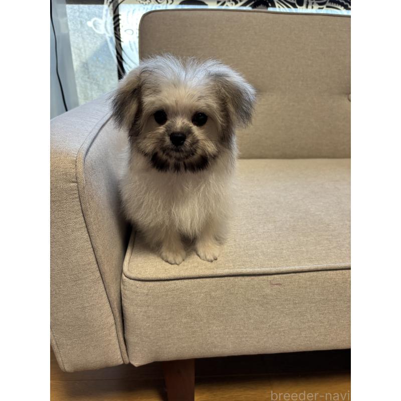 販売中の福岡県のポメマル:ポメラニアン×マルチーズ-405058の7枚目