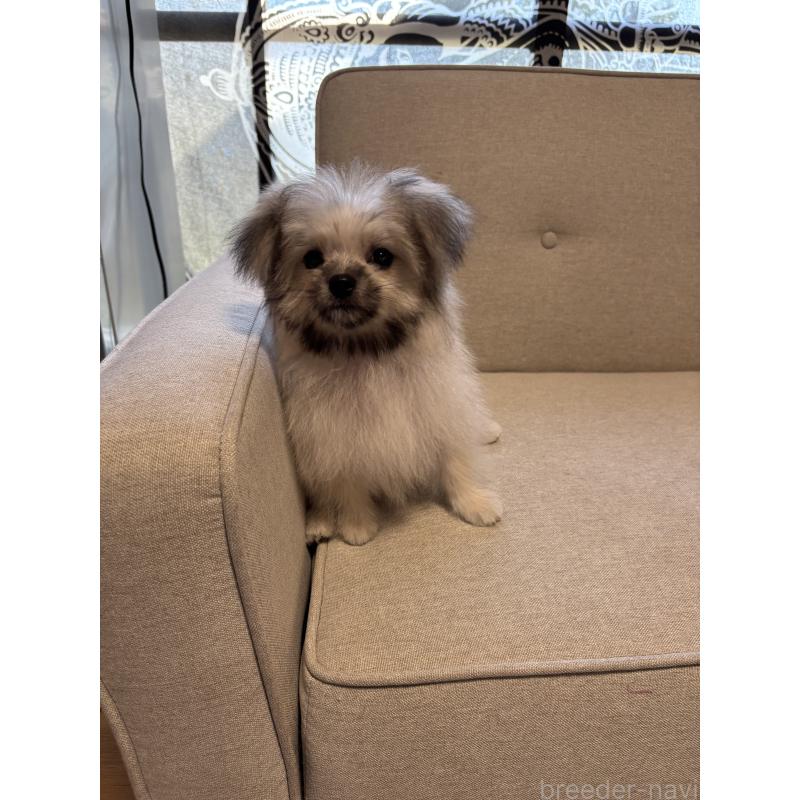販売中の福岡県のポメマル:ポメラニアン×マルチーズ-405058の6枚目