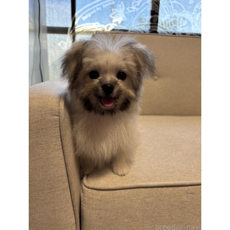 販売中の福岡県のポメマル:ポメラニアン×マルチーズ-405058の5枚目