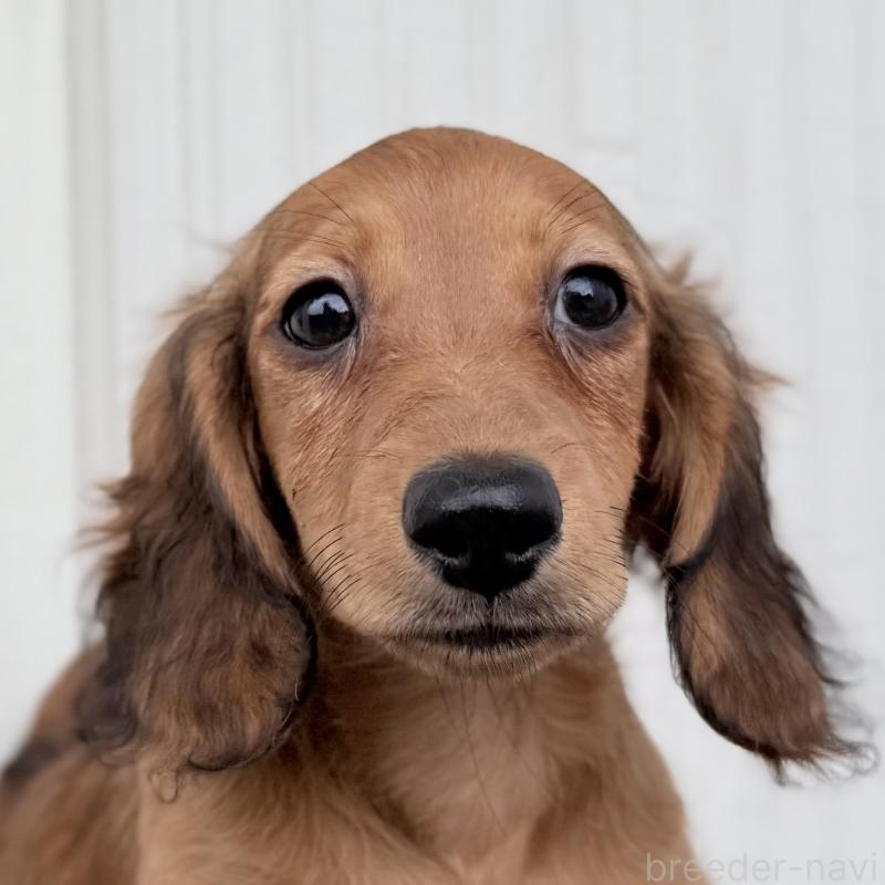 成約済の埼玉県のミニチュアダックスフンド(ロングヘアード)-414894の7枚目