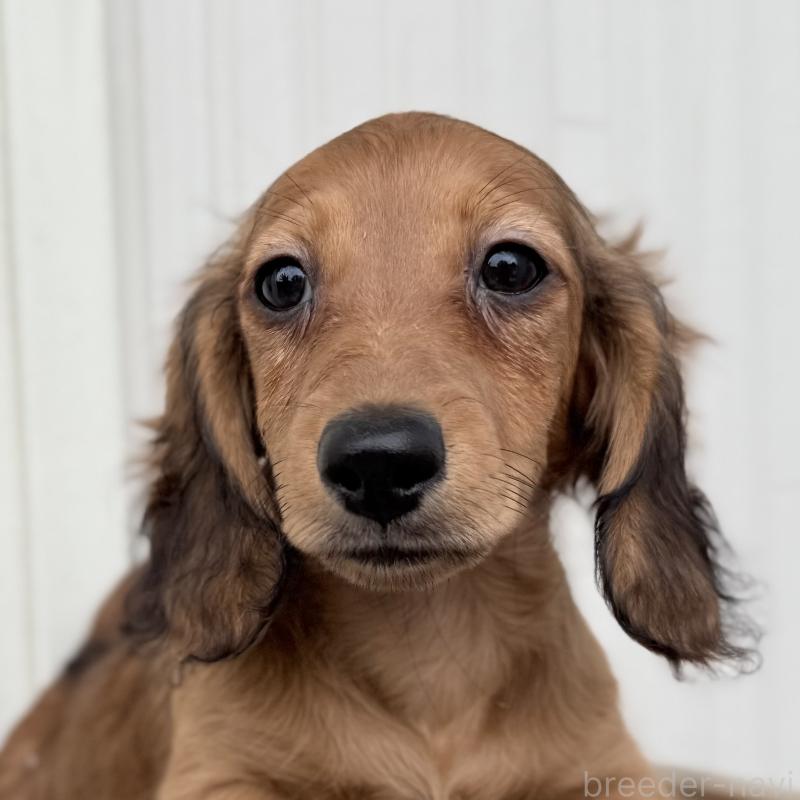 成約済の埼玉県のミニチュアダックスフンド(ロングヘアード)-414894の6枚目