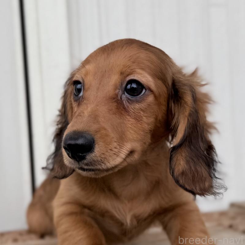 成約済の埼玉県のミニチュアダックスフンド(ロングヘアード)-414894の5枚目