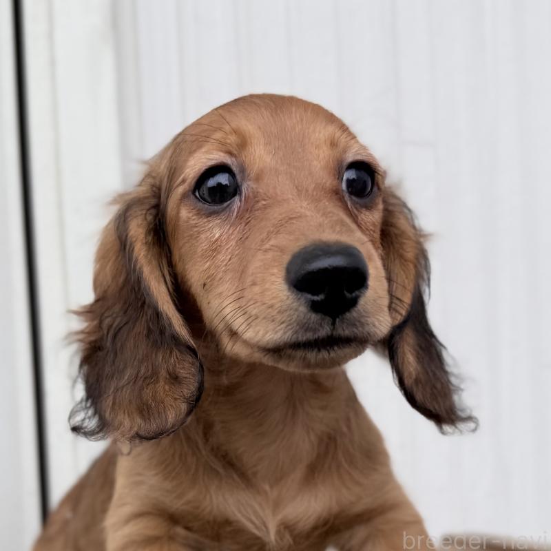 成約済の埼玉県のミニチュアダックスフンド(ロングヘアード)-414894の4枚目