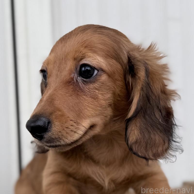 成約済の埼玉県のミニチュアダックスフンド(ロングヘアード)-414894の3枚目