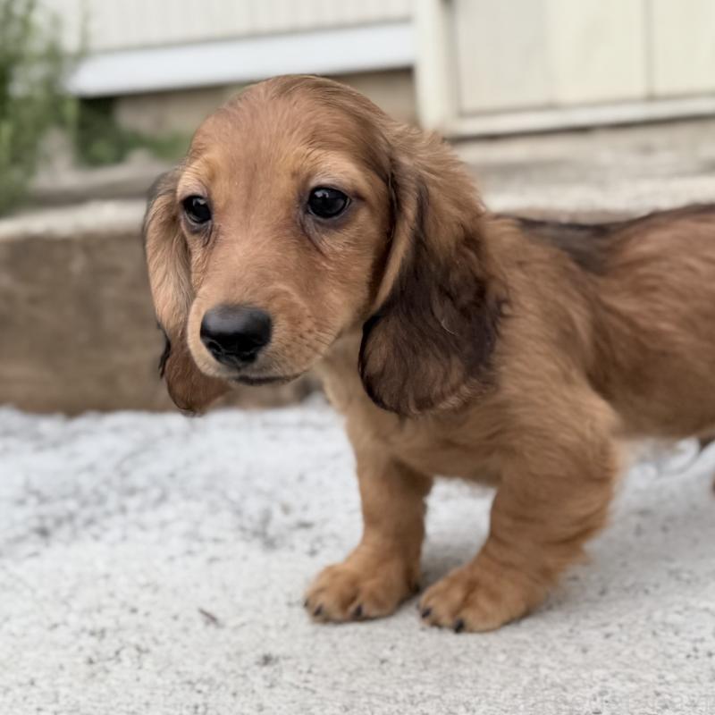 成約済の埼玉県のミニチュアダックスフンド(ロングヘアード)-414894の2枚目