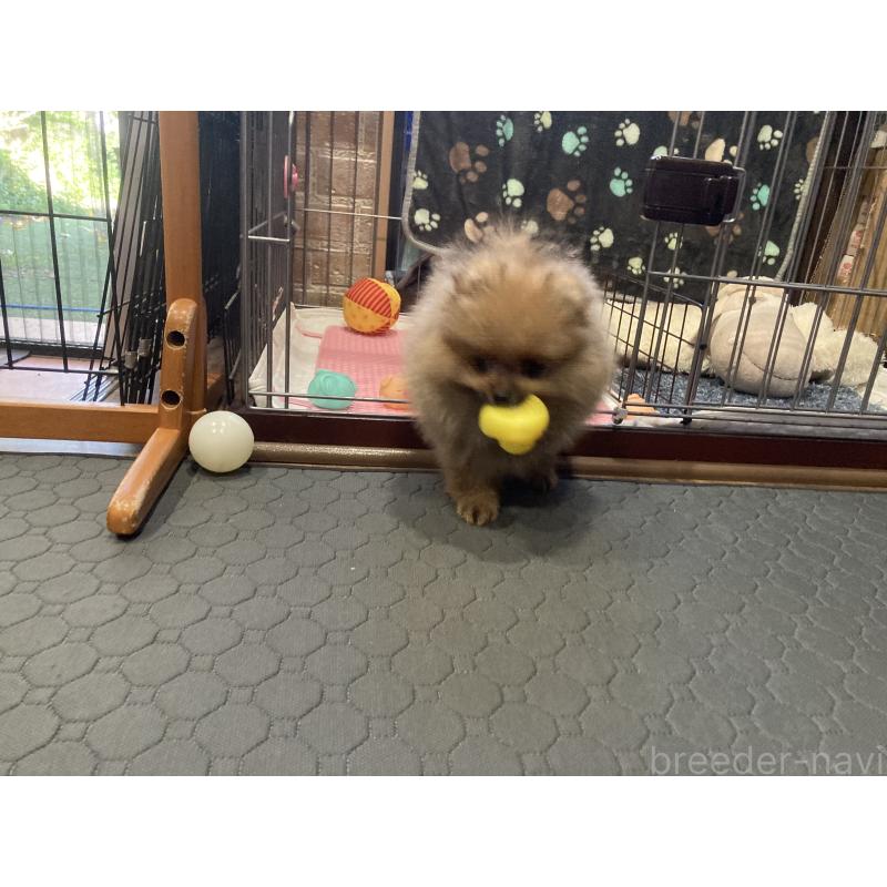 販売中の福岡県のポメラニアン-413567の8枚目