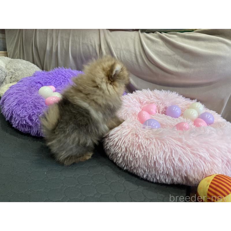 販売中の福岡県のポメラニアン-413567の6枚目