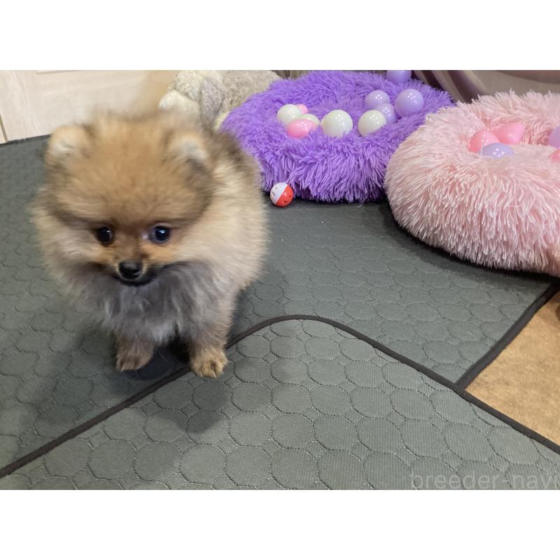 販売中の福岡県のポメラニアン-413567の5枚目