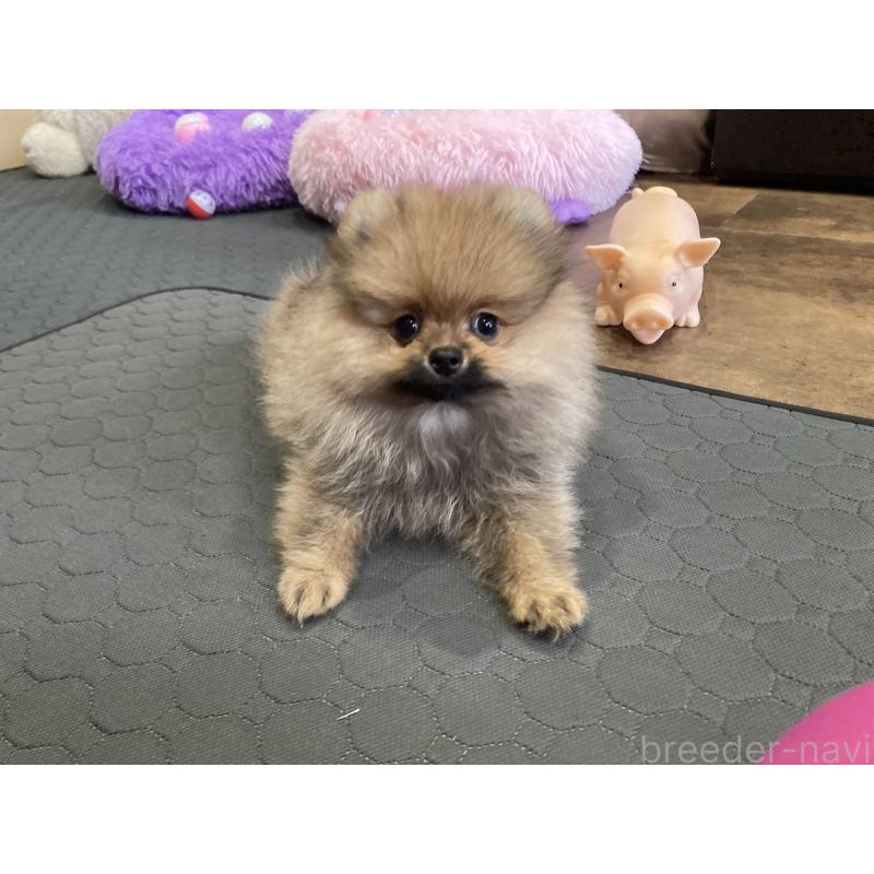 販売中の福岡県のポメラニアン-413567の4枚目