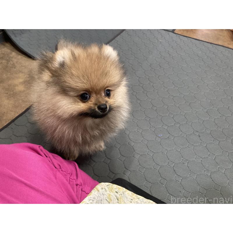 販売中の福岡県のポメラニアン-413567の3枚目