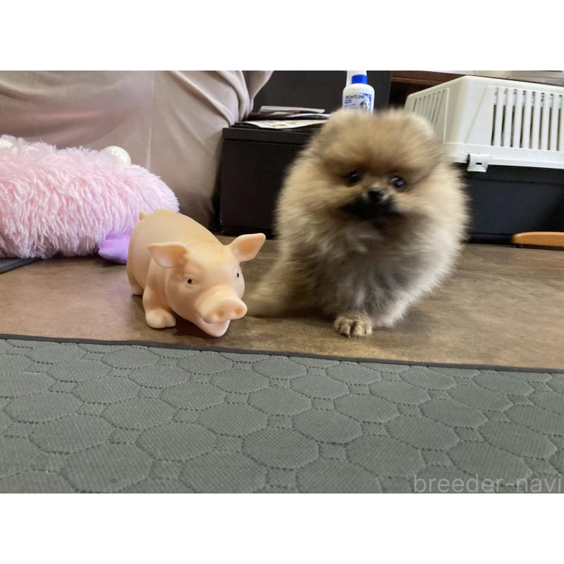 販売中の福岡県のポメラニアン-413567の2枚目