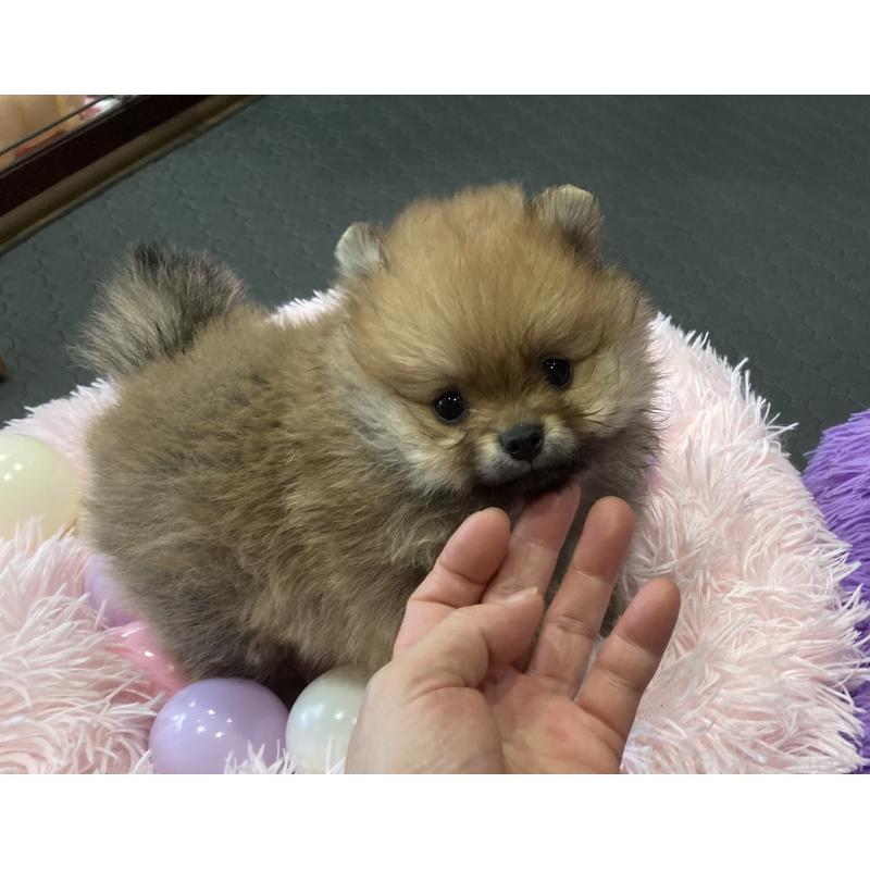 販売中の福岡県のポメラニアン-418979の2枚目