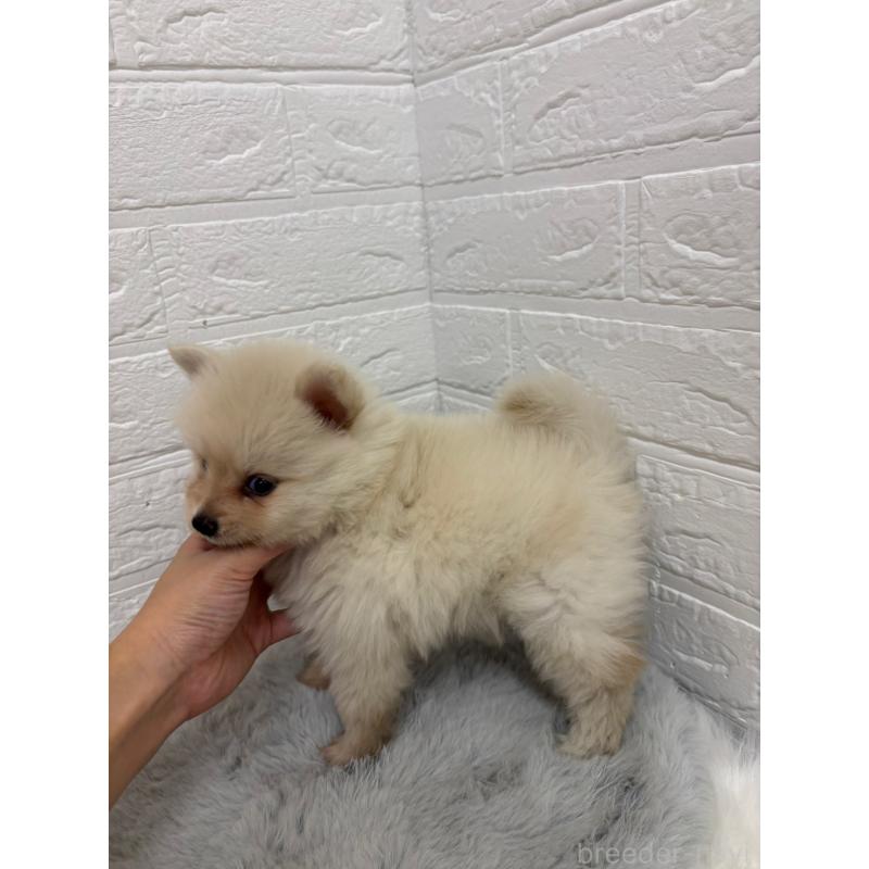 販売中の岡山県のポメラニアン-418985の5枚目