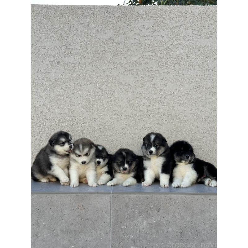販売中の佐賀県のミックス犬-419019の3枚目