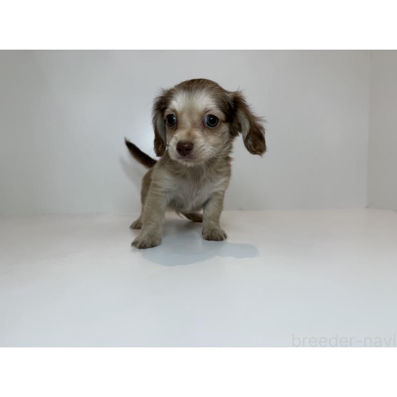 販売中の山口県のミックス犬-418769の3枚目