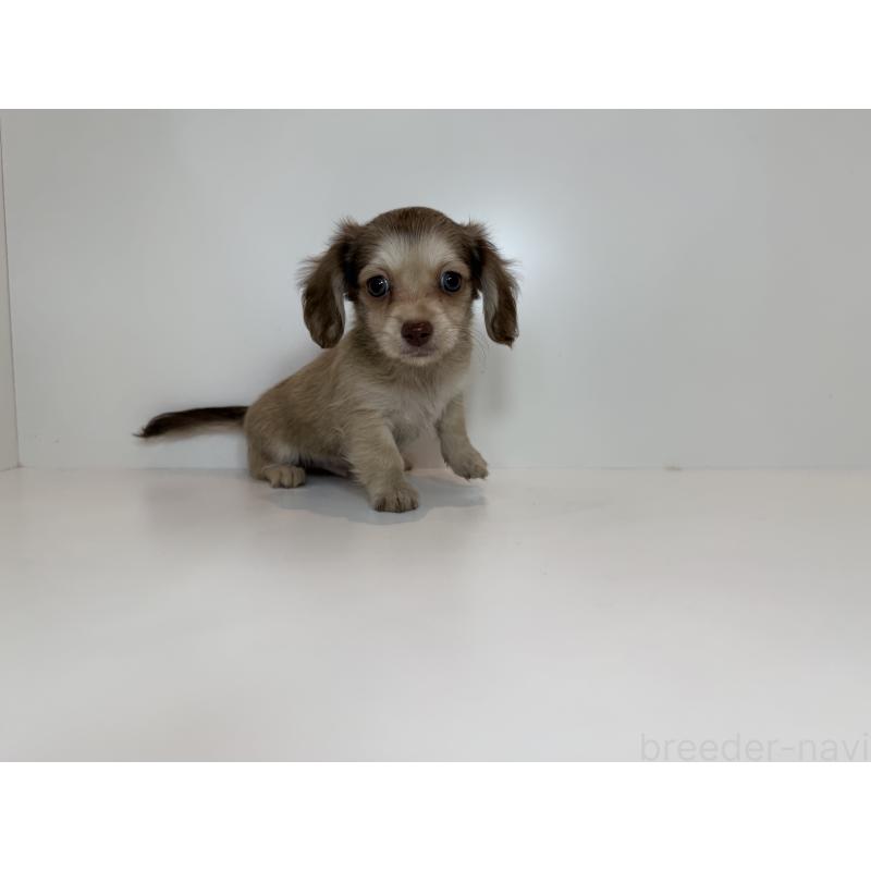 販売中の山口県のミックス犬-418769の2枚目