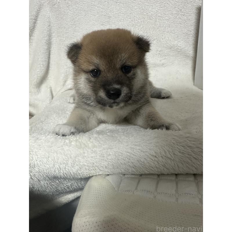 販売中の福岡県の柴犬-418770の2枚目