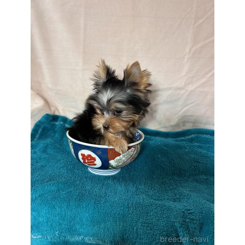 成約済の鹿児島県のヨークシャーテリア-405347の5枚目