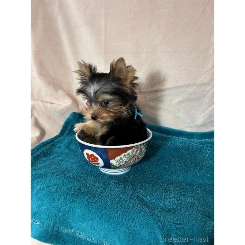 成約済の鹿児島県のヨークシャーテリア-405347の4枚目