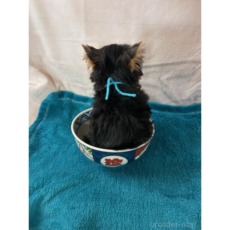 成約済の鹿児島県のヨークシャーテリア-405347の3枚目