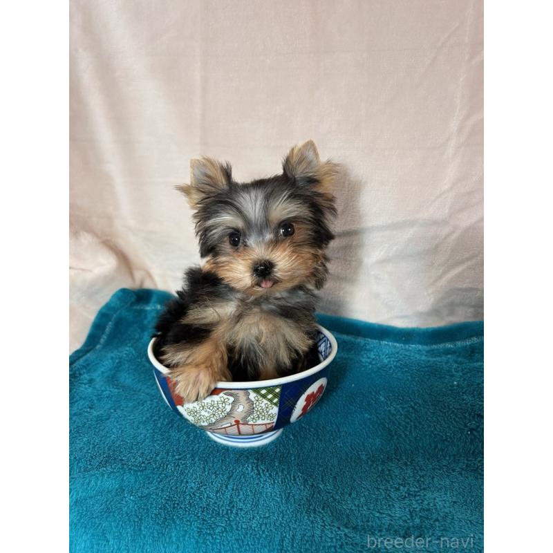 成約済の鹿児島県のヨークシャーテリア-405347の2枚目