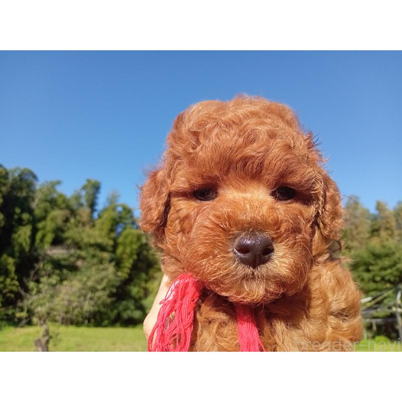 成約済の熊本県のトイプードル-417026の3枚目