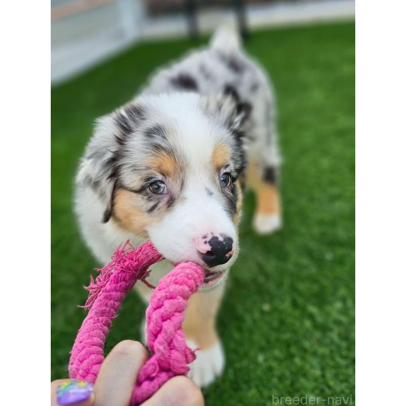 販売中の長野県のオーストラリアンシェパード-408106の12枚目