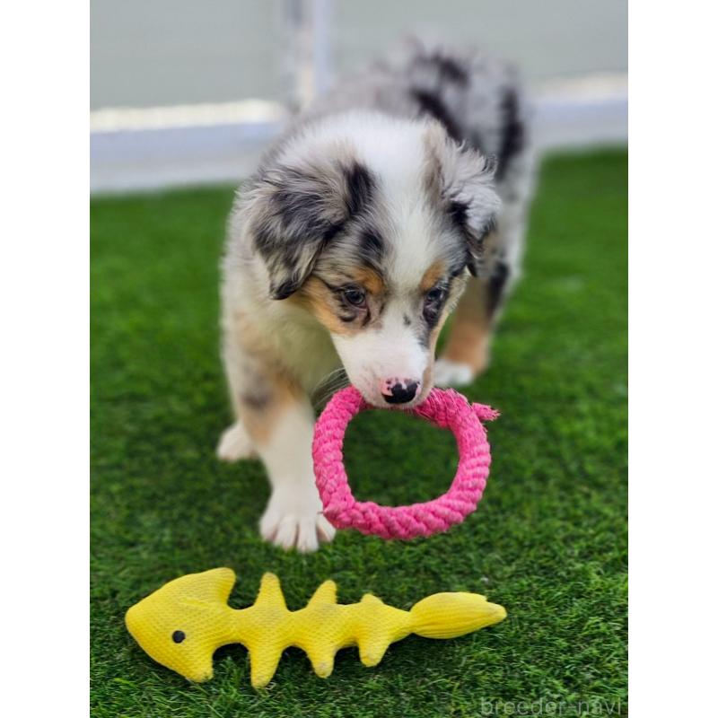 販売中の長野県のオーストラリアンシェパード-408106の11枚目