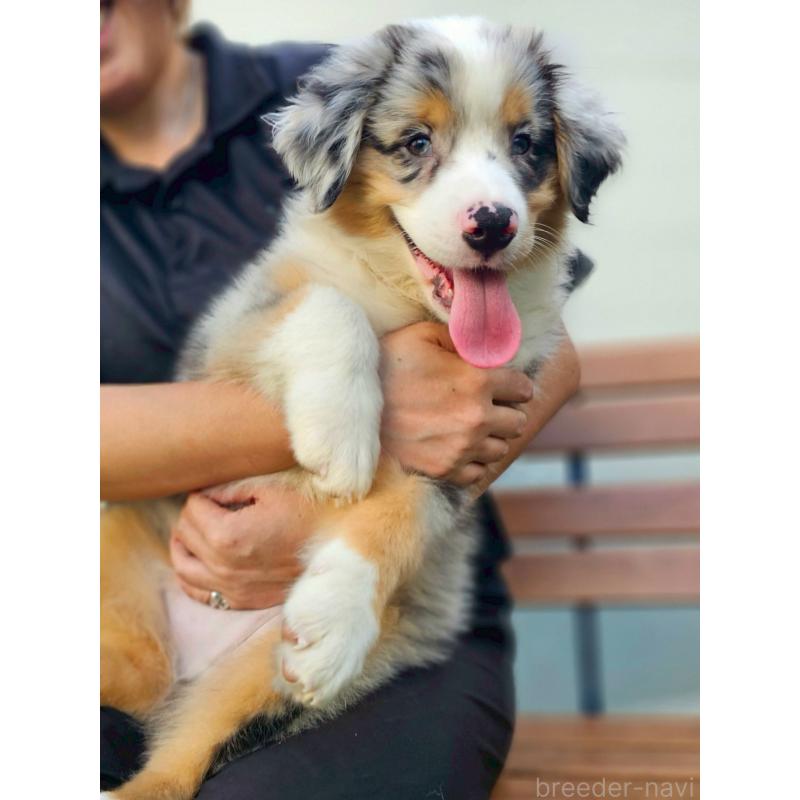 販売中の長野県のオーストラリアンシェパード-408106の10枚目