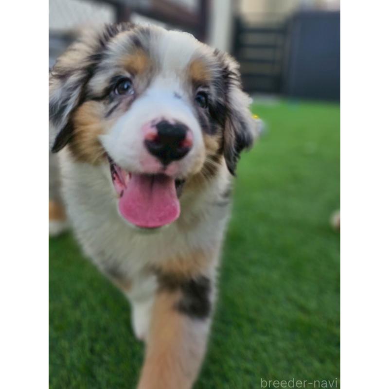 販売中の長野県のオーストラリアンシェパード-408106の9枚目