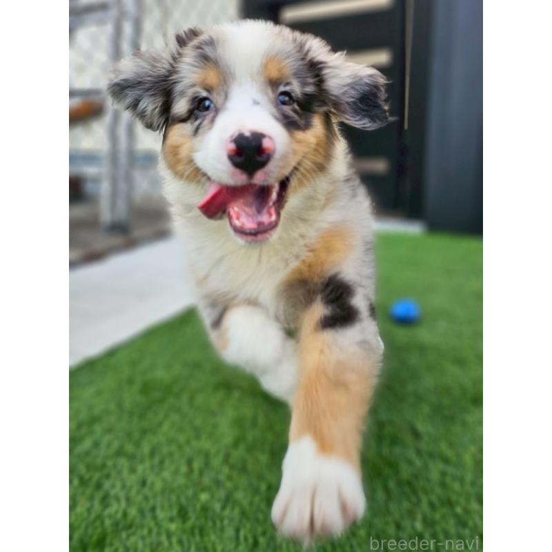 販売中ののオーストラリアンシェパード-408106