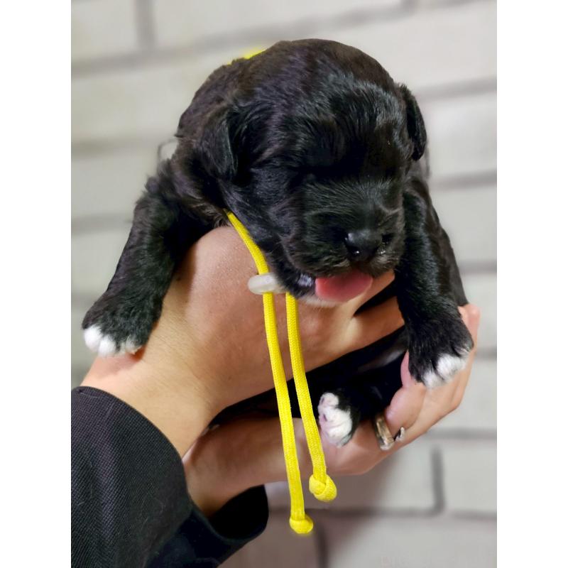販売中の長野県のミックス犬-418790の3枚目