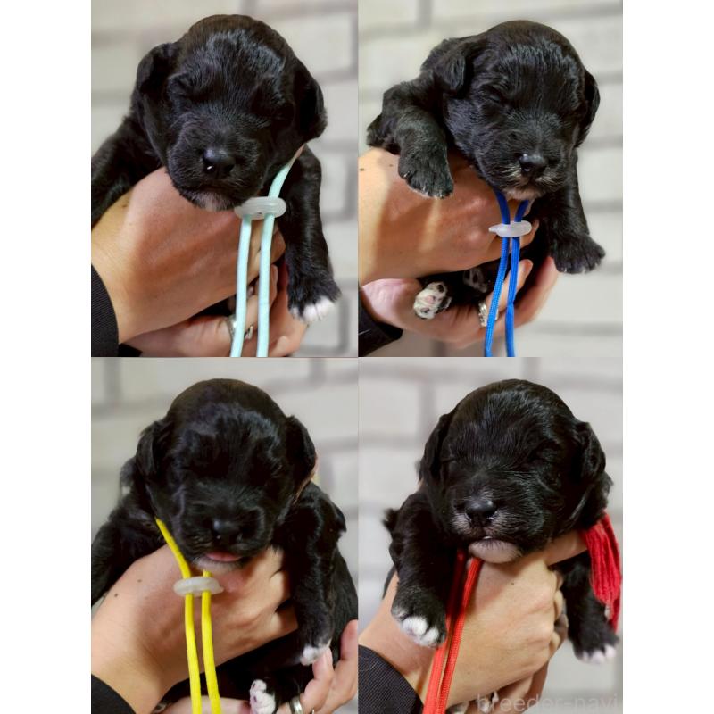 販売中の長野県のミックス犬-418790の2枚目
