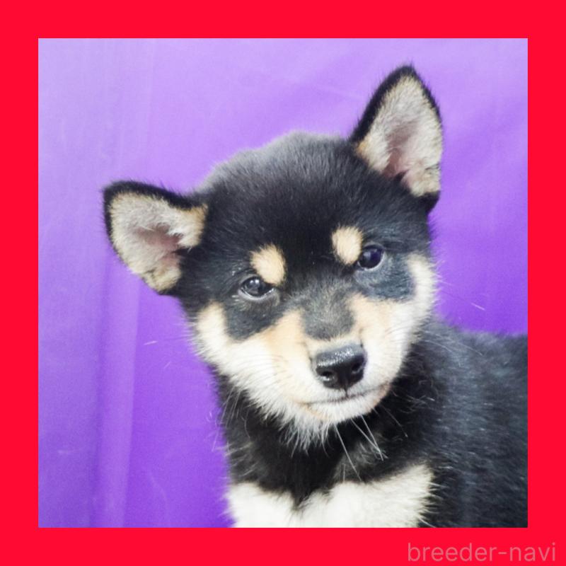 販売中の愛知県の柴犬-410462の1枚目