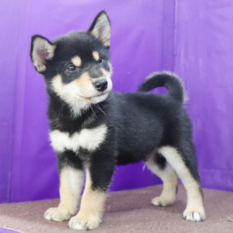 販売中の愛知県の柴犬-410462の3枚目