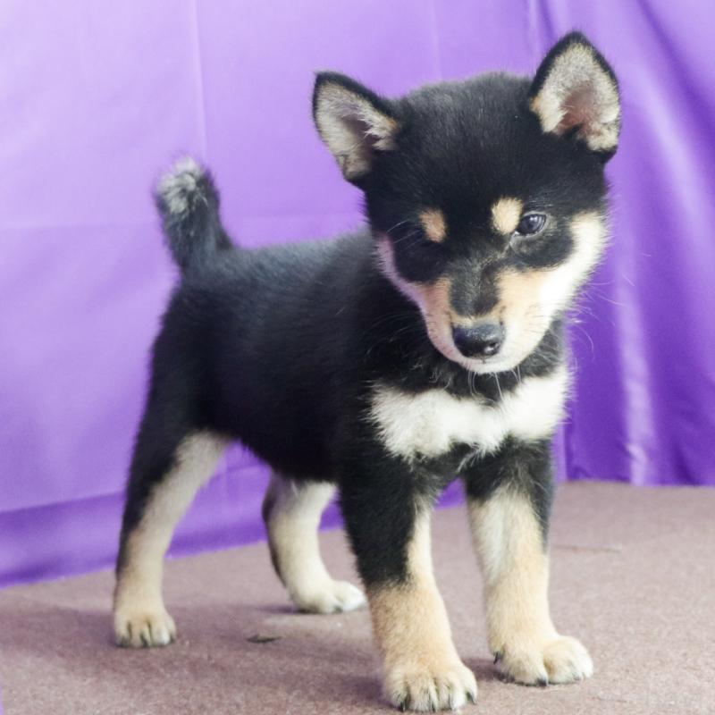 販売中の愛知県の柴犬-410462の2枚目