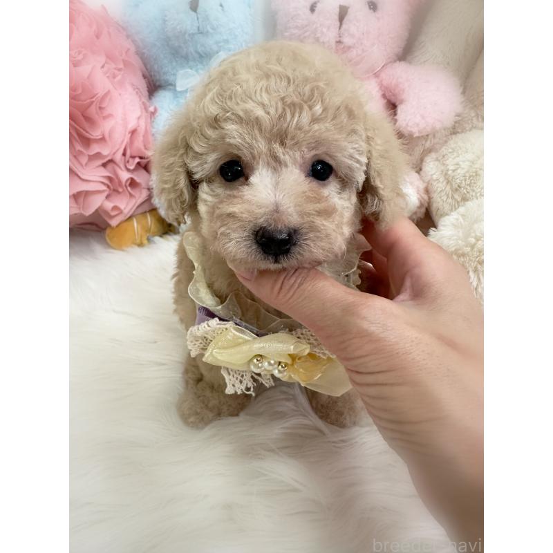 販売中の香川県のトイプードル-419023の3枚目