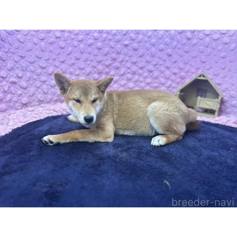 販売中の茨城県の柴犬-416130の22枚目