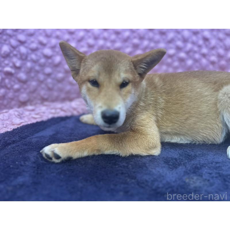 販売中の茨城県の柴犬-416130の21枚目