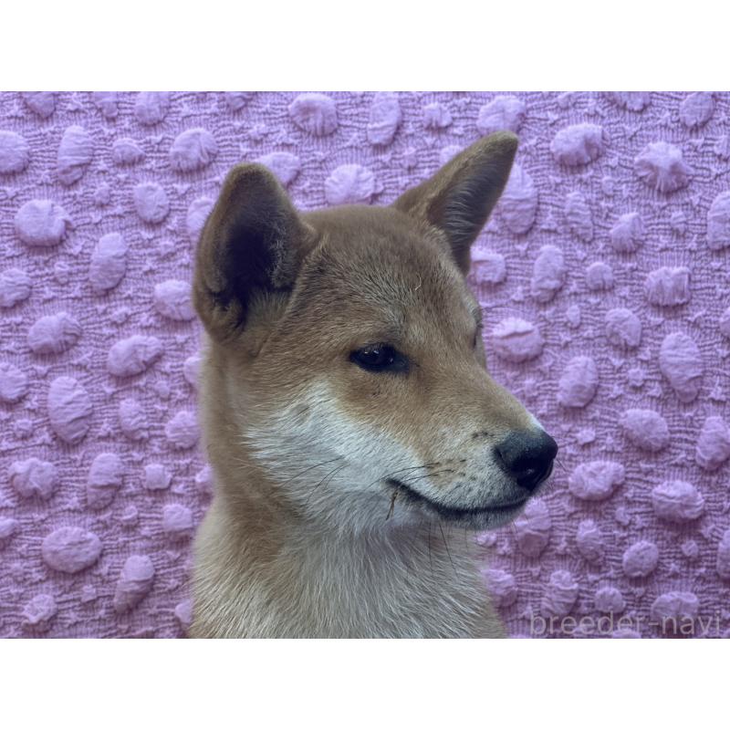 販売中の茨城県の柴犬-416130の19枚目