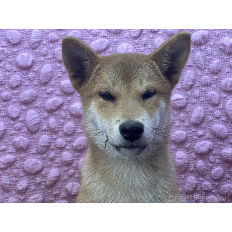 販売中の茨城県の柴犬-416130の18枚目