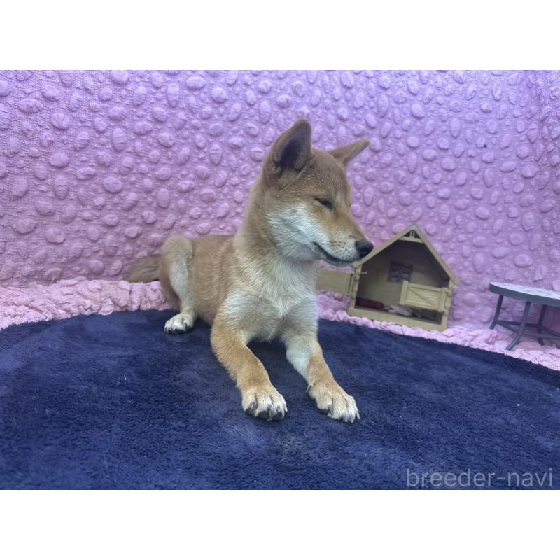 販売中の茨城県の柴犬-416130の16枚目