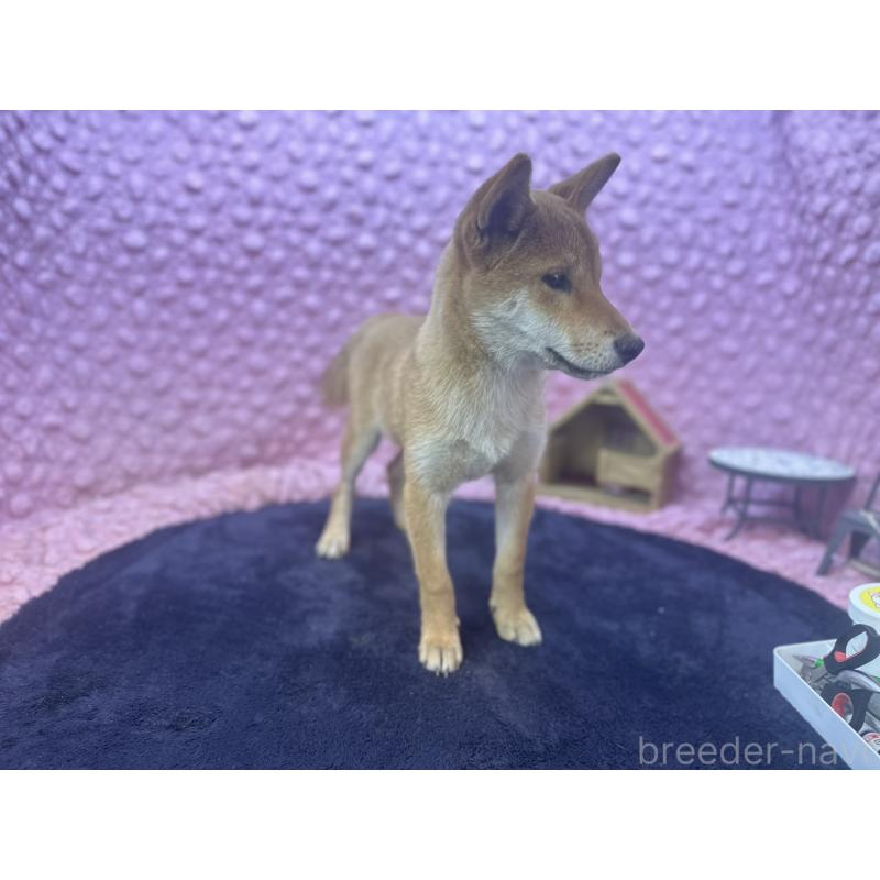 販売中の茨城県の柴犬-416130の15枚目