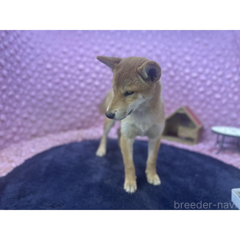 販売中の茨城県の柴犬-416130の14枚目