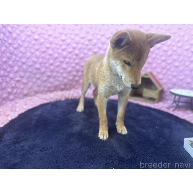 販売中の茨城県の柴犬-416130の13枚目