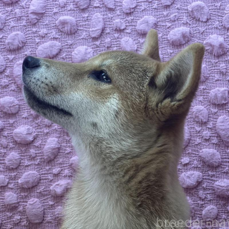 販売中の茨城県の柴犬-416130