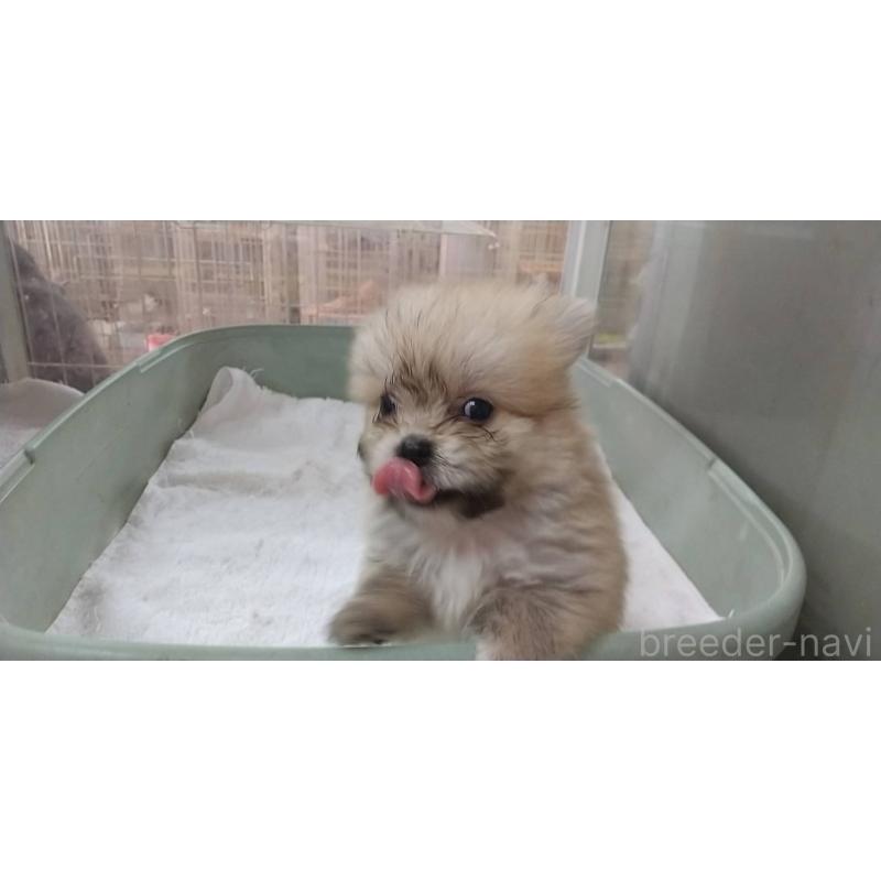 販売中の愛知県のポメマル:ポメラニアン×マルチーズ-409837の2枚目